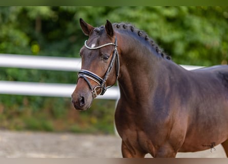 Poni alemán, Semental, 2 años, 147 cm, Morcillo