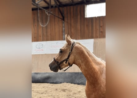 Poni alemán, Semental, 2 años, 147 cm, Palomino