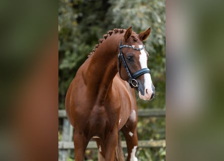 Poni alemán, Semental, 2 años, 148 cm, Alazán