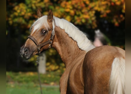 Poni alemán, Semental, 2 años, 152 cm, Palomino Poni alemán, Semental, 2 años, 152 cm, Palomino