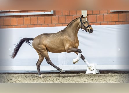 Poni alemán, Semental, 2 años, Buckskin/Bayo