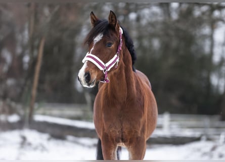 Poni alemán, Semental, 2 años, Castaño