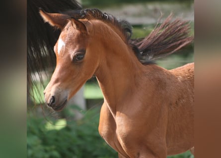 Poni alemán, Semental, 2 años, Castaño