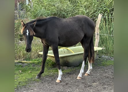 Poni alemán, Semental, 2 años, Negro