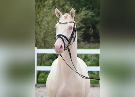 Poni alemán, Semental, 2 años, Perlino