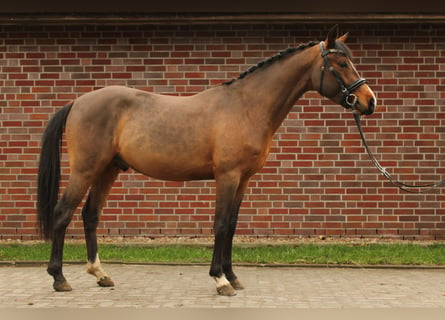 Poni alemán, Semental, 3 años, 141 cm, Castaño