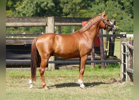 Poni alemán, Semental, 3 años, 143 cm, Alazán