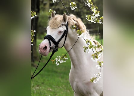 Poni alemán, Semental, 3 años, 144 cm, Perlino