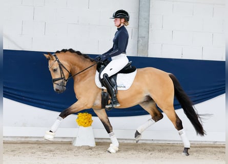 Poni alemán, Semental, 3 años, 145 cm, Bayo