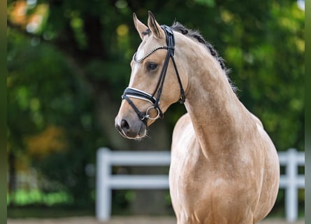 Poni alemán, Semental, 3 años, 145 cm, Buckskin/Bayo