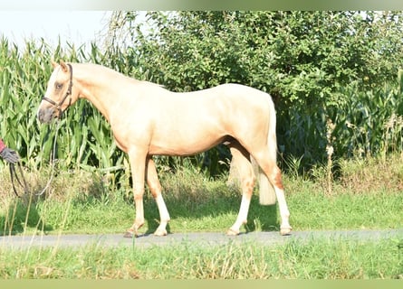 Poni alemán, Semental, 3 años, 145 cm, Palomino