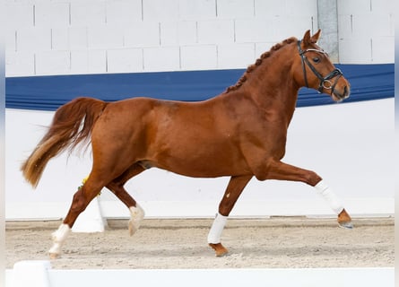 Poni alemán, Semental, 3 años, 146 cm, Alazán
