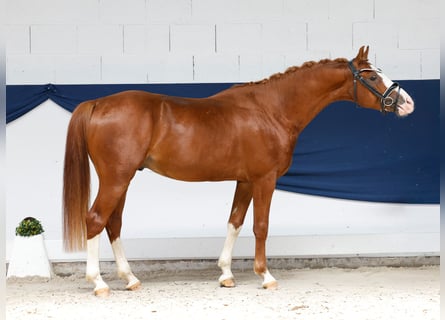 Poni alemán, Semental, 3 años, 146 cm, Alazán