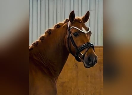 Poni alemán, Semental, 3 años, 146 cm, Alazán-tostado