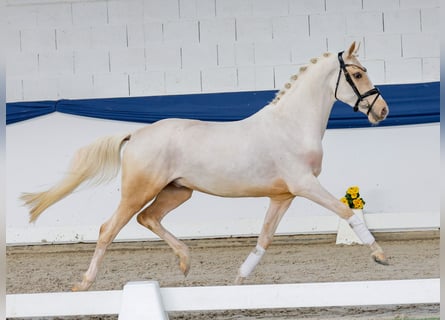 Poni alemán, Semental, 3 años, 146 cm, Palomino
