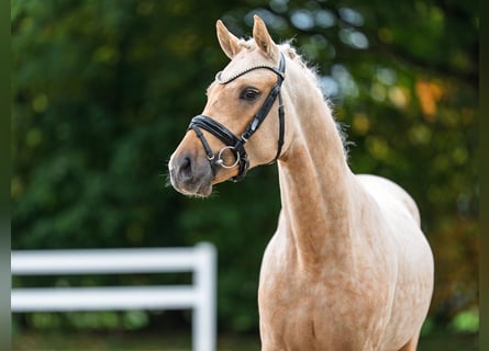 Poni alemán, Semental, 3 años, 147 cm, Palomino