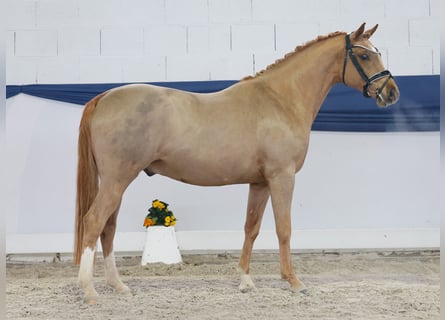 Poni alemán, Semental, 4 años, 144 cm, Alazán