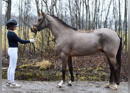 Poni alemán, Semental, 4 años, 145 cm, Buckskin/Bayo