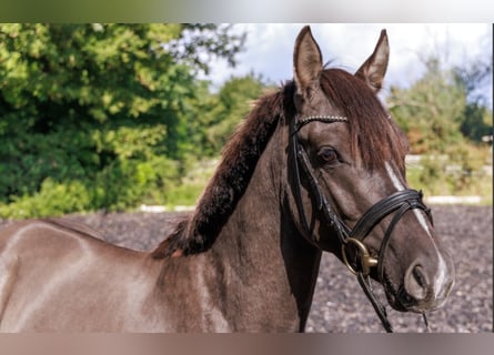 Poni alemán, Semental, 4 años, 145 cm, Grullo