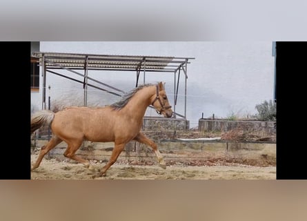 Poni alemán, Semental, 4 años, 146 cm, Buckskin/Bayo