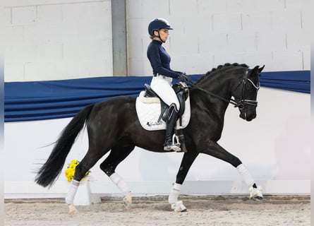 Poni alemán, Semental, 4 años, 147 cm, Negro