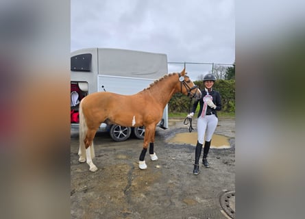 Poni alemán, Semental, 4 años, 147 cm, Palomino