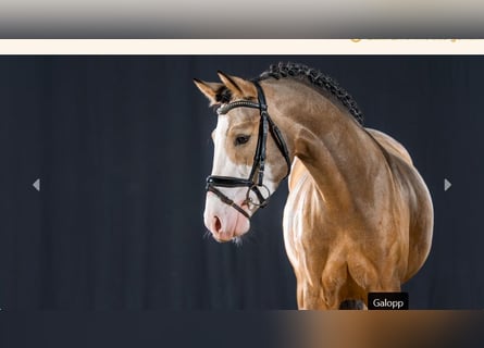 Poni alemán, Semental, 4 años, Bayo