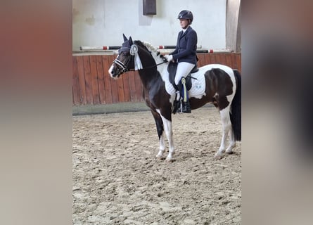 Poni alemán, Semental, 5 años, 152 cm, Pío