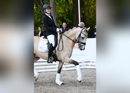 Poni alemán, Semental, 6 años, 147 cm, Buckskin/Bayo