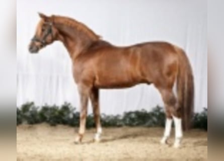 Poni alemán, Semental, 37 años, 148 cm, Alazán