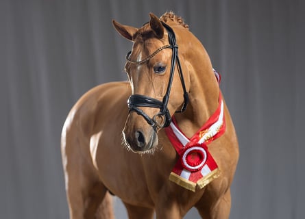 Poni alemán, Semental, 3 años, 147 cm, Alazán