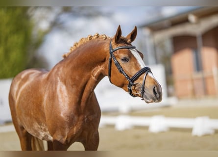 Poni alemán, Semental, 3 años, 146 cm, Alazán