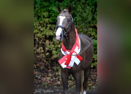 Poni alemán, Semental, 10 años, 154 cm, Alazán-tostado