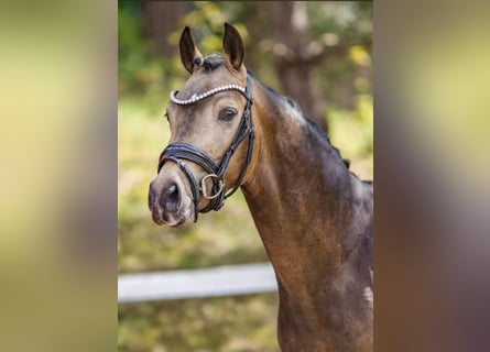 Poni alemán, Semental, 3 años, 146 cm, Buckskin/Bayo