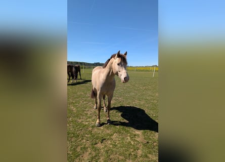 Poni alemán, Semental, 5 años, 153 cm, Champán