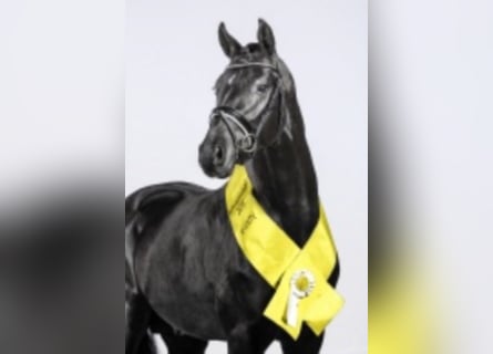 Poni alemán, Semental, 13 años, 151 cm, Negro