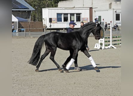 Poni alemán, Semental, 6 años, 146 cm, Negro