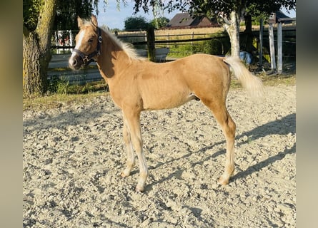 Poni alemán, Semental, Potro (04/2026), 148 cm, Palomino