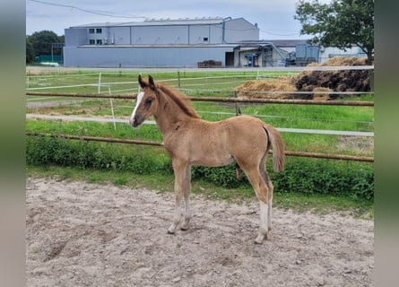 Poni alemán, Semental, Potro (04/2024), Alazán-tostado