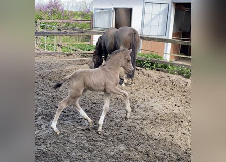 Poni alemán, Semental, Potro (01/2024), Buckskin/Bayo