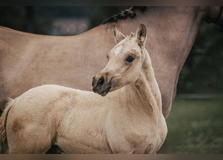 Poni alemán, Semental, Potro (04/2024), Buckskin/Bayo