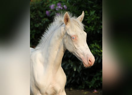 Poni alemán, Semental, Potro (03/2026), Cremello