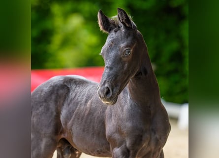 Poni alemán, Semental, Potro (05/2026), Negro