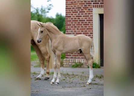 Poni alemán, Semental, , Palomino