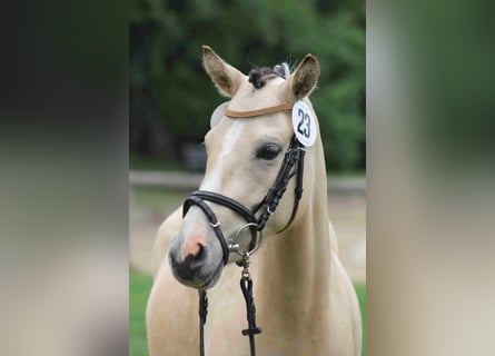 Poni alemán, Yegua, 10 años, 139 cm, Bayo