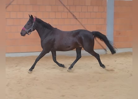 Poni alemán, Yegua, 11 años, 147 cm, Negro