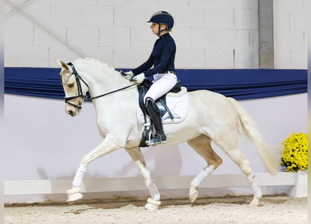 Poni alemán, Yegua, 12 años, 144 cm, Palomino