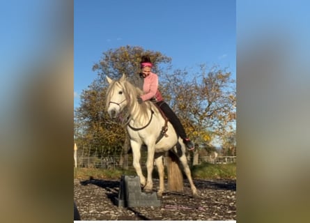 Poni alemán Mestizo, Yegua, 16 años, 135 cm, Tordo