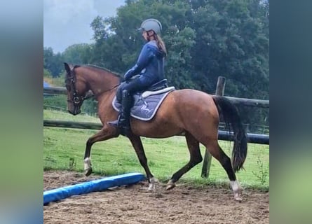 Poni alemán, Yegua, 17 años, 138 cm, Castaño