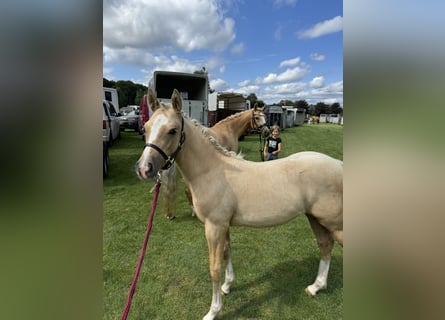 Poni alemán, Yegua, 1 año, 103 cm, Palomino